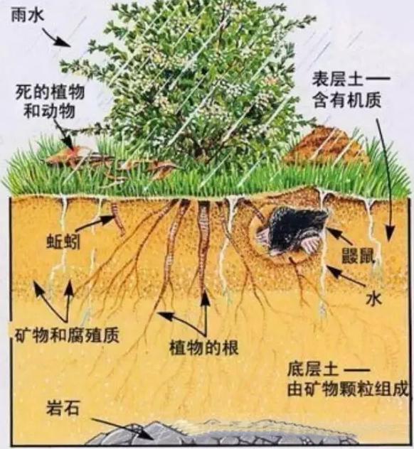 你知道有機肥有哪些作用嗎？