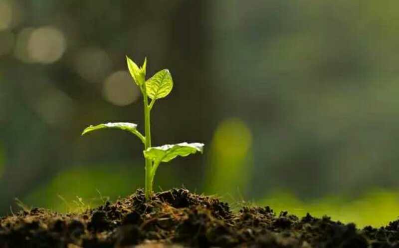 枯草芽孢桿菌_神奇的【枯草芽孢桿菌】菌肥都離不開你！