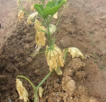 人元生物小指南_有機(jī)肥的堆漚方法，推薦收藏！