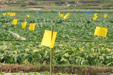 無(wú)公害9法巧防蔬菜蚜蟲(chóng) 生物菌劑消滅蚜蟲(chóng)！