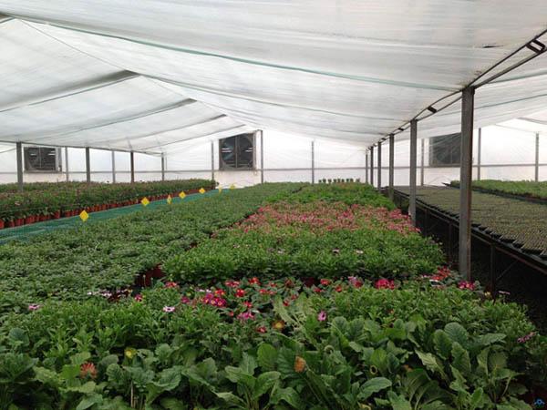 有機(jī)肥：盲目混施化肥，越冬蔬菜將遭受肥害