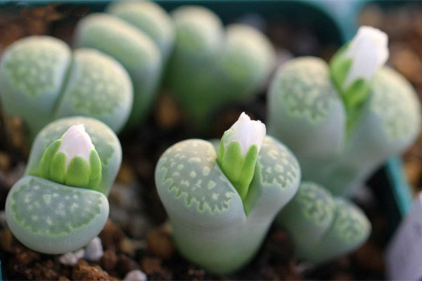 多肉植物施什么肥好，種植過程中需要注意哪些？