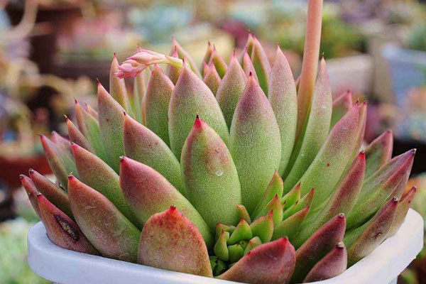 多肉植物施什么肥好，種植過程中需要注意哪些？