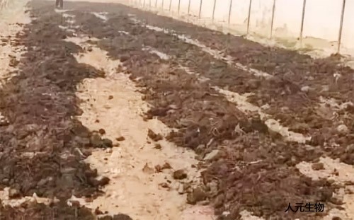 糞肥利用是豬糞處理常用方案，卻很難推廣應(yīng)用，原因是什么？