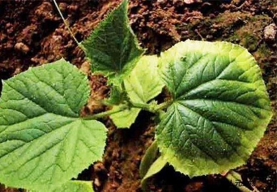 微生物菌劑為什么價(jià)格這么高還受到大家喜歡？