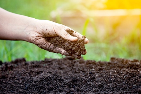 雞糞好用，發(fā)酵過程太難了，雞糞發(fā)酵方法選對了發(fā)酵有機(jī)肥將不是問題