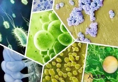 微生物菌肥料有哪些種類？