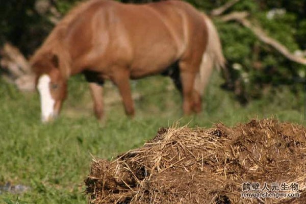 動(dòng)物糞便的成分究竟是什么？