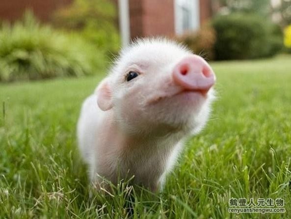 關于豬糞有機肥的優(yōu)點和隱患