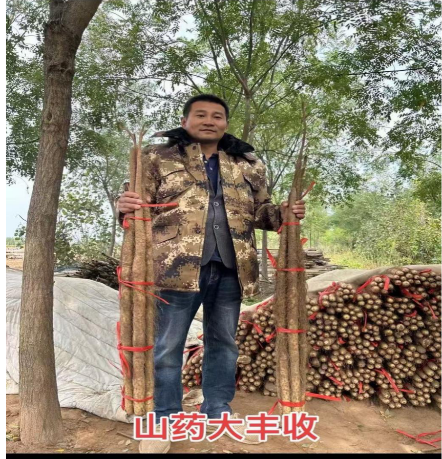 專用對(duì)專業(yè) 生物有機(jī)肥助農(nóng)實(shí)現(xiàn)生態(tài)與效益雙豐收