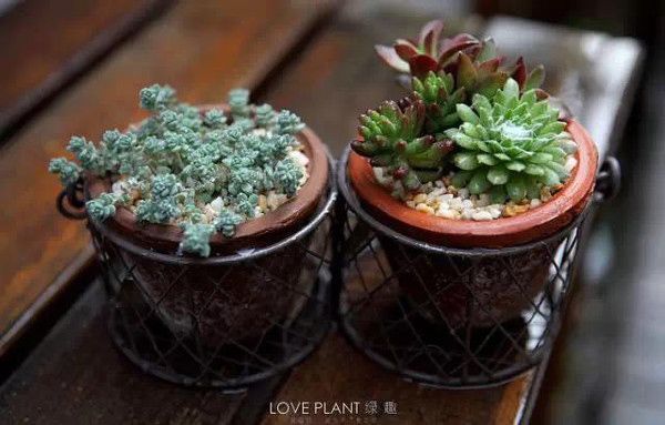 家庭養(yǎng)花自制有機肥料兩種方法 家庭養(yǎng)花自制有機肥料兩種方法