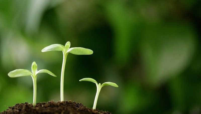生物菌肥發(fā)酵劑--生物菌肥添加微生物菌的好處 生物菌肥發(fā)酵劑--生物菌肥添加微生物菌的好處