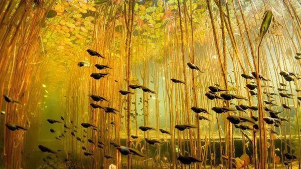 【藍(lán)瘦、香菇】遠(yuǎn)離污染、走進(jìn)綠色_人元生物