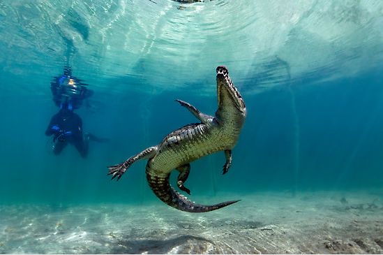 【藍(lán)瘦、香菇】遠(yuǎn)離污染、走進(jìn)綠色_人元生物