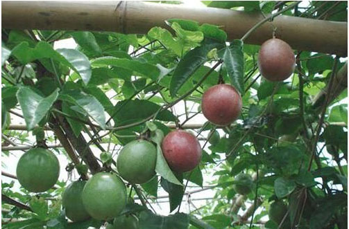 百香果開花時施用什么肥料好，施肥技術(shù)有哪些？