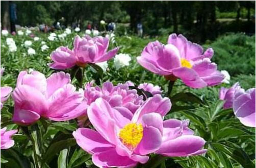 芍藥花期在什么時(shí)候，施什么肥料好?