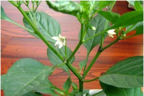 辣椒開花不結(jié)果的原因，需要施用什么肥料
