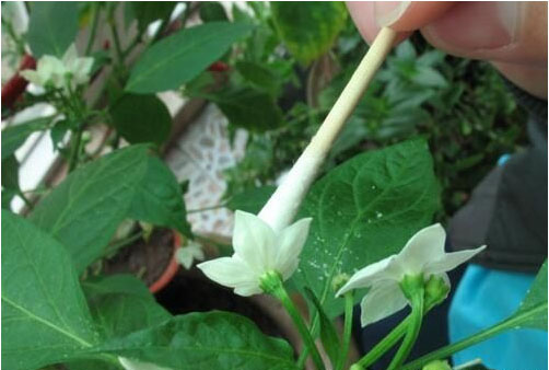 辣椒開花不結(jié)果的原因，需要施用什么肥料