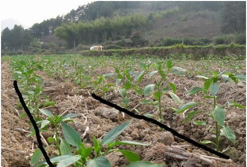 辣椒開花不結(jié)果的原因，需要施用什么肥料