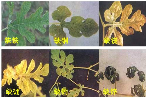 西瓜施用什么肥料長的好？施肥技術(shù)有哪些？