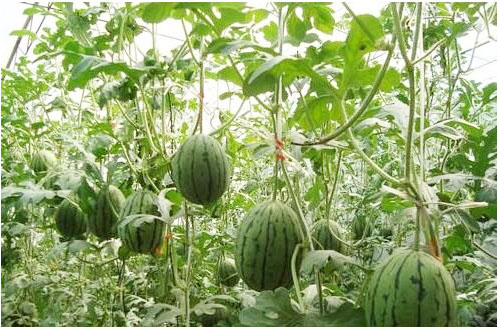 西瓜施用什么肥料長的好？施肥技術(shù)有哪些？