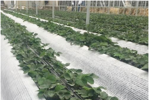 草莓種植施用什么肥料好，如何施肥？