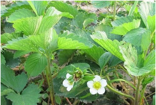 草莓種植施用什么肥料好，如何施肥？
