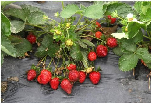 草莓種植施用什么肥料好，如何施肥？