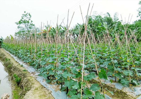 黃瓜施什么肥長的好？具體用法用量如何？