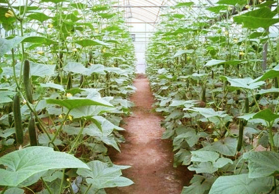 天然磷鉀肥有哪些?如何自制磷鉀肥？