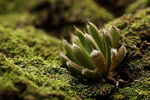 多肉植物施什么肥好，種植過程中需要注意哪些？
