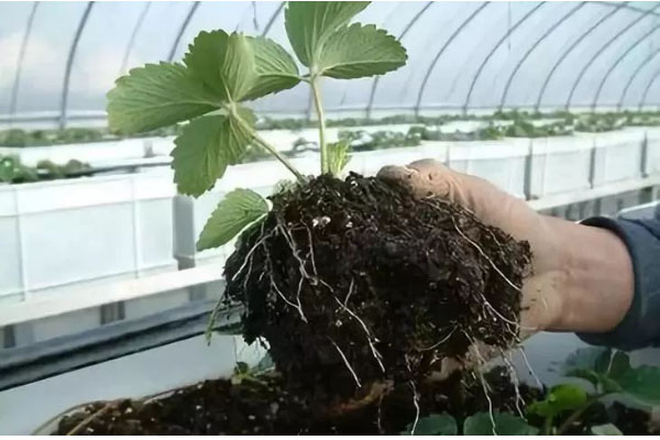 生物有機(jī)肥料好用嗎，都有哪些作用？
