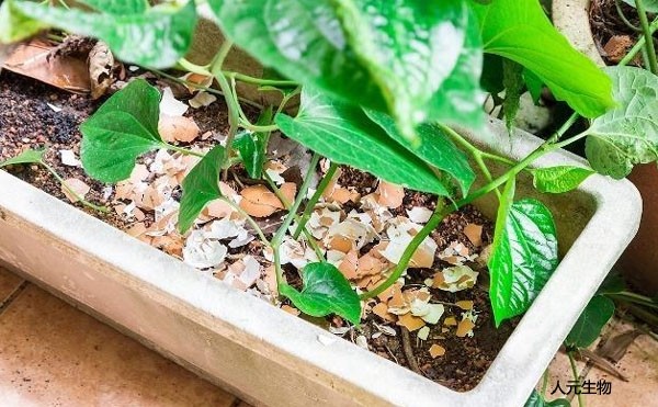 微生物菌肥和復(fù)合肥，有機(jī)肥一起使用需要注意什么？
