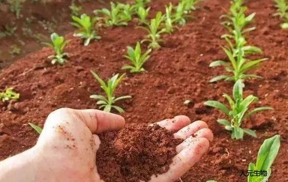 微生物菌肥和復(fù)合肥，有機(jī)肥一起使用需要注意什么？