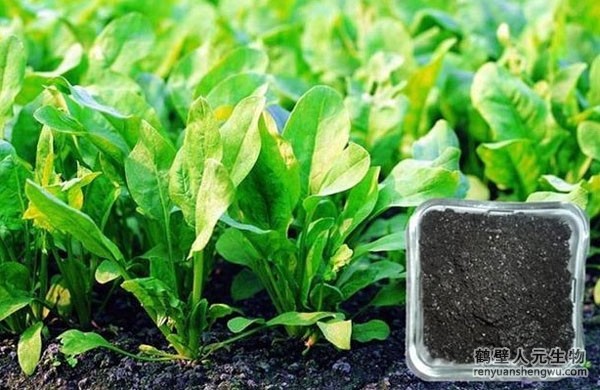 有機(jī)肥和化肥哪個(gè)效果好，有啥區(qū)別？