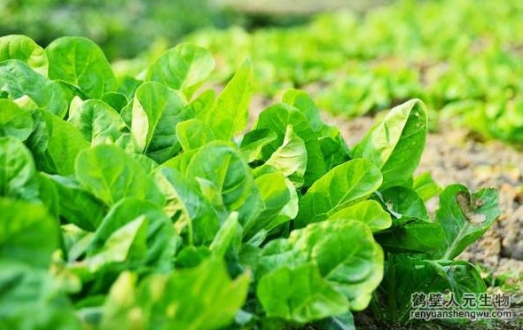 有機(jī)肥和化肥哪個(gè)效果好，有啥區(qū)別？