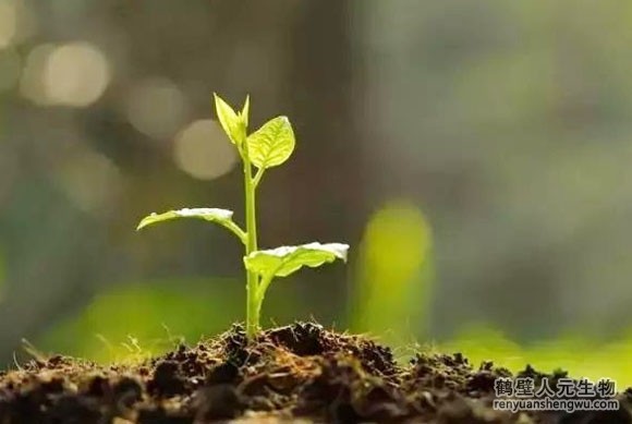 有機(jī)肥和化肥哪個(gè)效果好，有啥區(qū)別？