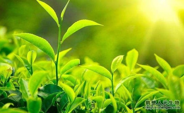 都說(shuō)生物有機(jī)肥好，生物有機(jī)肥與其他肥料相比有什么區(qū)別？