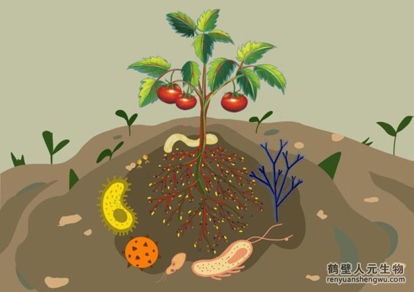 都說(shuō)微生物菌劑產(chǎn)品貴，你卻不知道土壤微生物到底有多重要！