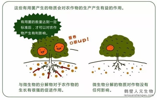 都說(shuō)微生物菌劑產(chǎn)品貴，你卻不知道土壤微生物到底有多重要！