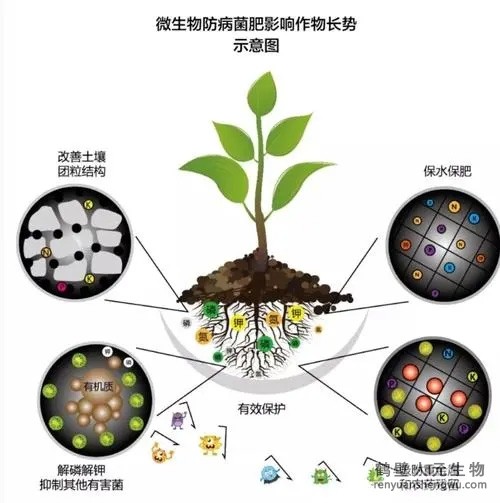 都說(shuō)微生物菌劑產(chǎn)品貴，你卻不知道土壤微生物到底有多重要！