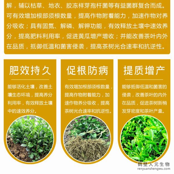 有效的抵御低溫和菌害的侵襲；同時(shí)，使用本品能在一定程度上降解或減少茶葉中的農(nóng)殘及重金屬含量，并能改善茶葉的內(nèi)外在品質(zhì)。使用本品種植的茶葉在氨基酸、茶多酚和咖啡因的含量上都有提高。