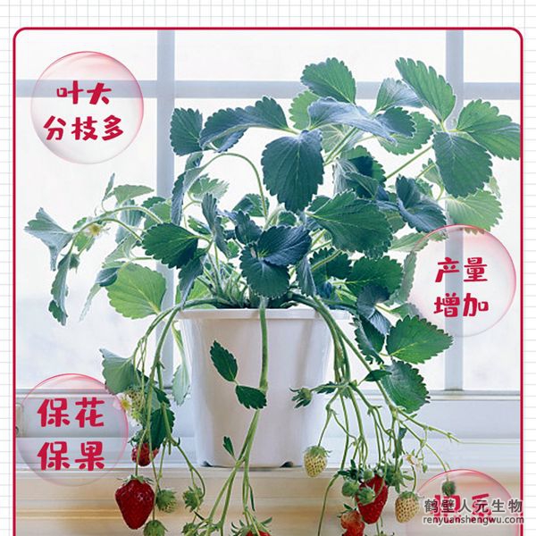 草莓專用菌肥有效活菌數(shù)量大，生命力強(qiáng)，為種植草莓量身定制。