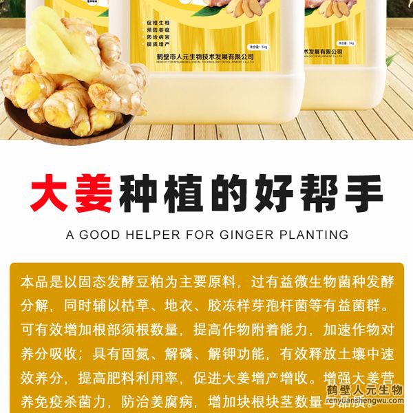 可有效增加根部須根數(shù)量，提高作物的附著能力；使作物主根粗壯、須根濃密，加速作物對(duì)養(yǎng)分的吸收；富含的有益菌具有固氮、解磷、解鉀功能，有效釋放土壤中的速效養(yǎng)分，提高肥料利用率，增加大姜產(chǎn)量。