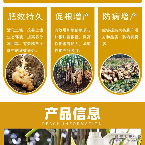 增強(qiáng)大姜營(yíng)養(yǎng)免疫殺菌力，根系發(fā)達(dá)、植株粗壯，控制瘋長(zhǎng)，防止凍害，增加塊根塊莖數(shù)，提高葉綠素含量，增強(qiáng)光合作用，腋芽不斷分生可發(fā)生多次，次生根莖，從生密集成塊狀，