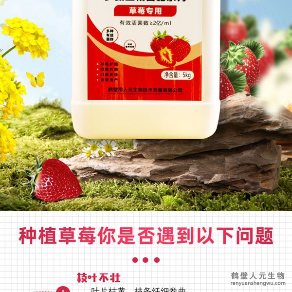 可有效增加根部須根數(shù)量，提高作物的附著能力；使作物主根粗壯、須根濃密，加速作物對(duì)養(yǎng)分的吸收；富含的有益菌具有固氮、解磷、解鉀功能，有效釋放土壤中的速效養(yǎng)分，提高肥料利用率，增加草莓產(chǎn)量，有助于增強(qiáng)草莓抗逆抗病能力，提高的坐果率，改善草莓口感、果型、果色、色澤、品質(zhì)等，同時(shí)，兼具