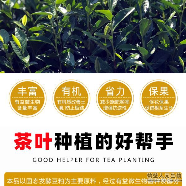 施用后迅速打破茶葉休眠，誘發(fā)茶樹酶系活力在早春低溫情況下新芽快速萌發(fā)，新梢發(fā)芽密度高從而提高樹自身生理、生化能力，促進(jìn)茶樹促進(jìn)茶樹根系發(fā)達(dá)和植株健壯，能提高茶樹光合速率和抗逆性；