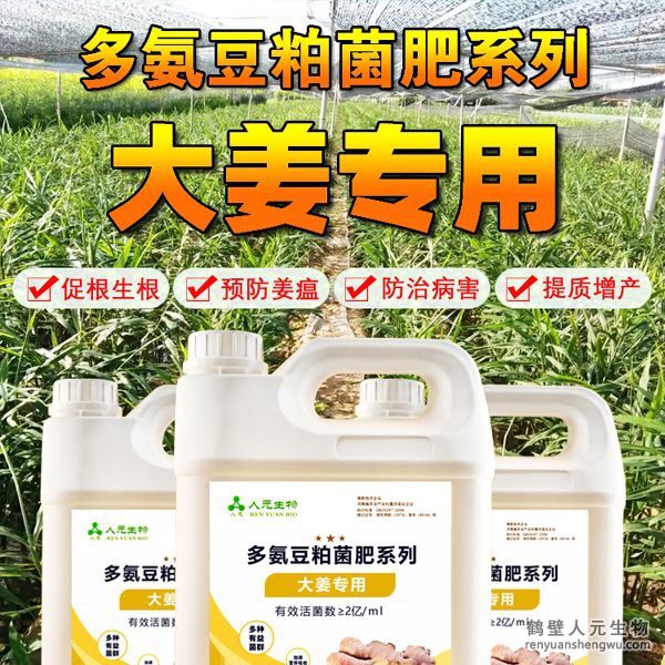 多氨豆粕菌肥系列大姜專用肥由河南省微生物菌劑工程技術(shù)研究中心研制，鶴壁市人元生物技術(shù)發(fā)展有限公司生產(chǎn)，本品是以固態(tài)發(fā)酵豆粕為主要原料，豆粕經(jīng)過(guò)有益微生物菌種發(fā)酵分解，充分釋放游離氨基酸，同時(shí)輔以枯草、地衣、膠凍樣芽孢桿菌等有益菌群。