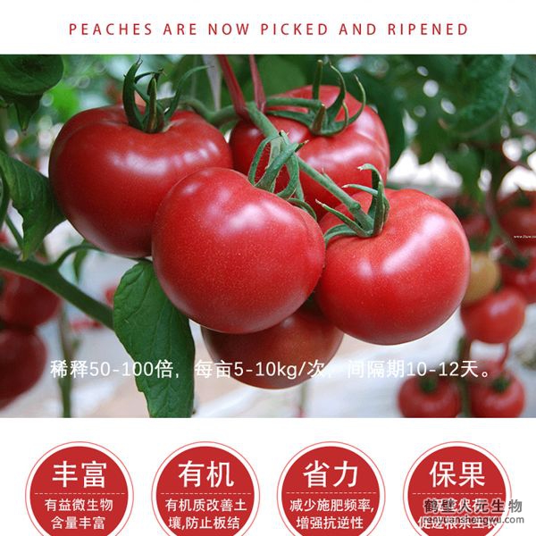 提高把料利用率，增加番茄產(chǎn)量，產(chǎn)量可增加20%以上，有助于提高番茄的坐果率，顯者提高香茄產(chǎn)量，改善番茄口感、果型、果色、色澤、品質(zhì)等，增加種植經(jīng)濟效益，同時兼具預(yù)防土傳病害，減少病害發(fā)生的功能。